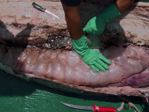 Ocean Vet - The Mighty Marlin