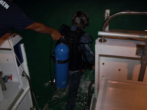 Ocean Vet - Night Sharks