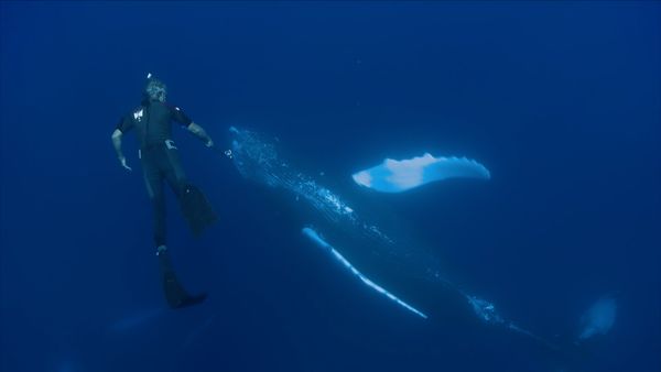 Ocean Vet - Humpback Whale