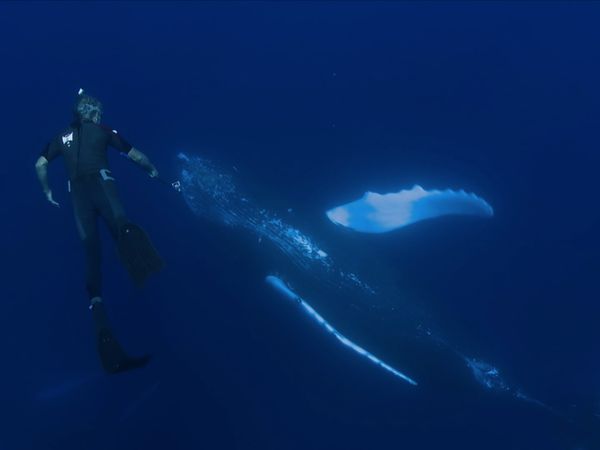 Ocean Vet - Humpback Whale