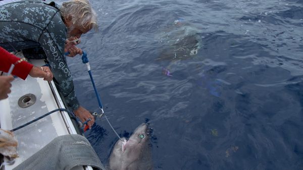 Ocean Vet - Diaries