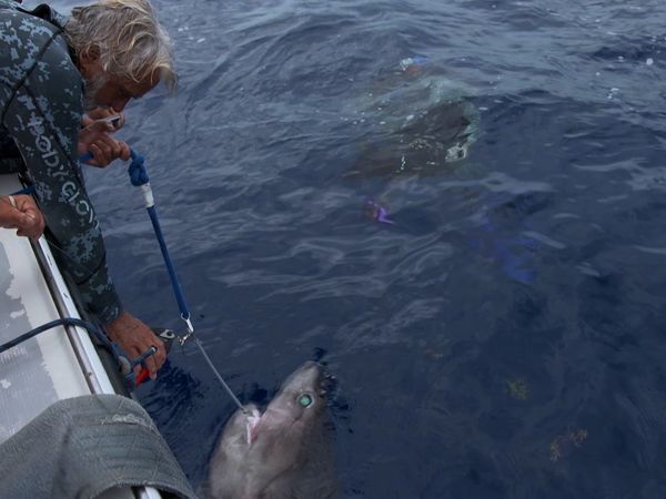 Ocean Vet - Diaries
