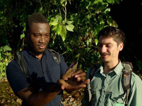 Patrick Aryee's Wild World - Monkeys