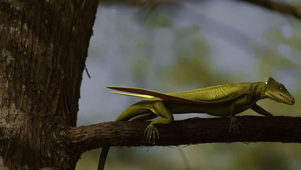 A New Prehistory - Episode 1