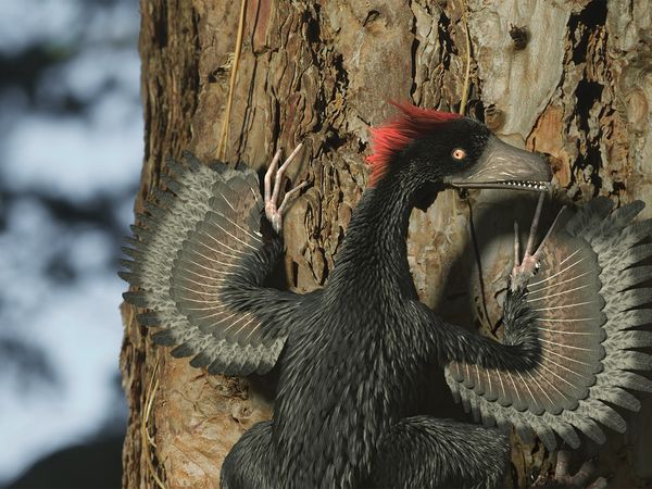 A New Prehistory - Episode 2