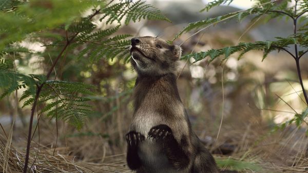 A New Prehistory - Episode 3