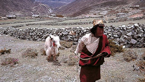 Lands of Legends - SACRED YAK OF MANI RIMDU