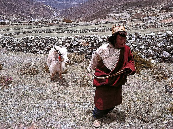 Lands of Legends - SACRED YAK OF MANI RIMDU