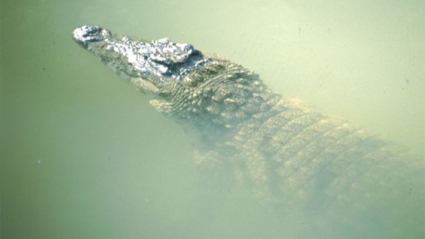 Lands of Legends - CROCODILES ANIVORANO
