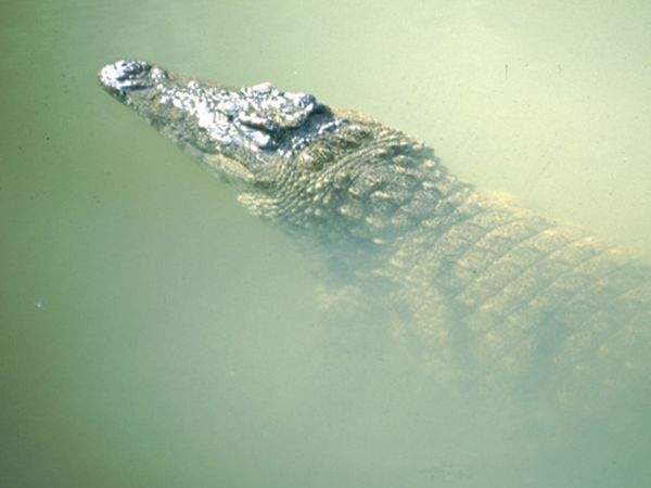 Lands of Legends - CROCODILES ANIVORANO