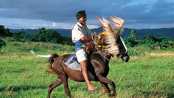 Lands of Legends - RIDERS OF SUMBA ISLAND