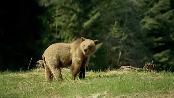Around the World with Tippi - Tippi and the Grizzly Bears (Canada)