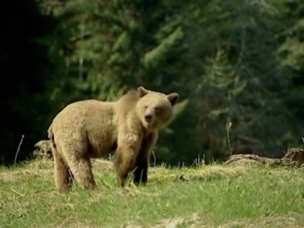 Around the World with Tippi - Tippi and the Grizzly Bears (Canada)