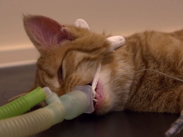 Inside The Vets - Bonnie