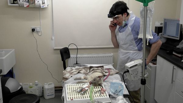 Inside The Vets - Dougie