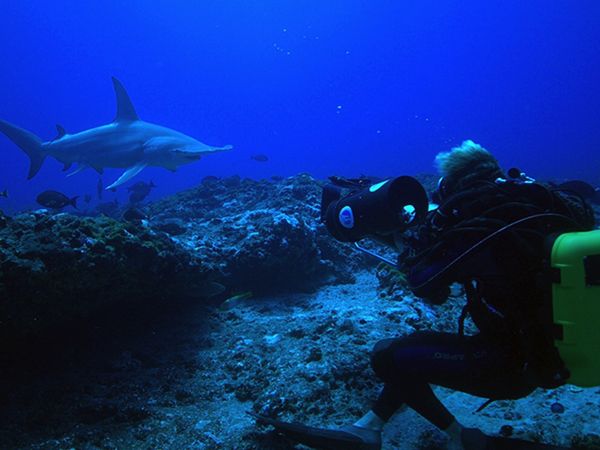 Adventure Ocean Quest - Shark Paradise of Polynesia