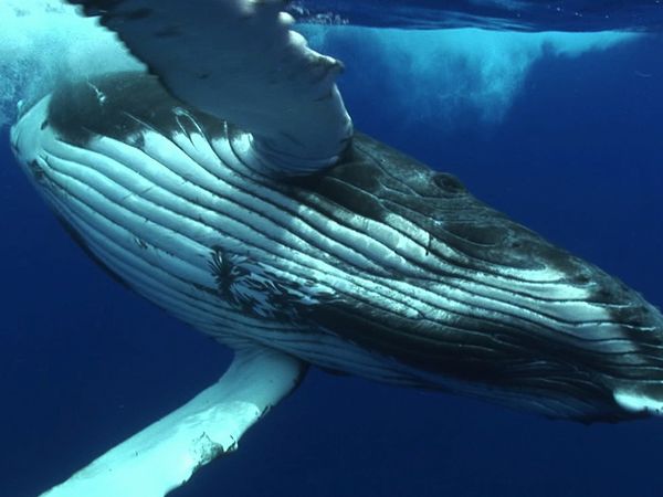 Adventure Ocean Quest - The Giants of Rurutu