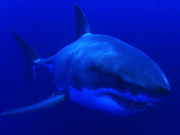 Adventure Ocean Quest - The Great White Sharks of Guadalupe