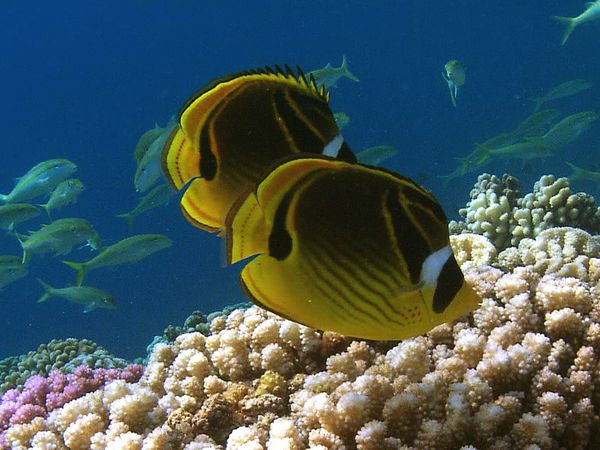 Adventure Ocean Quest - 24 Hours on the Reef