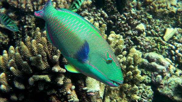 Adventure Ocean Quest - Special