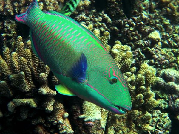 Adventure Ocean Quest - Special