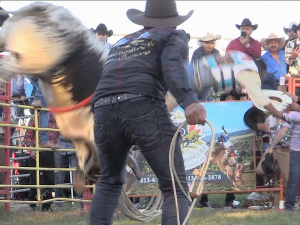 Ahí viene el toro - Los Tsunamis y Rancho Domínguez en Orlando