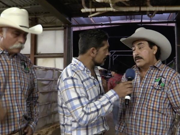 Ahí viene el toro - 4 Ganaderías en Delaware