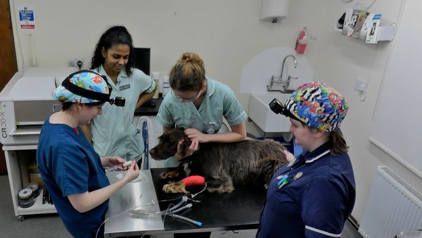 Inside The Vets - Murray