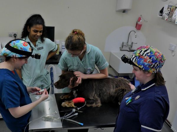 Inside The Vets - Murray