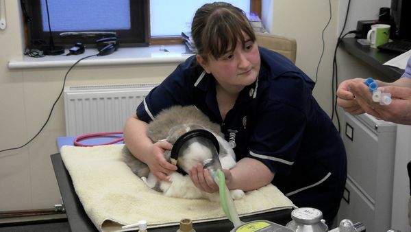 Inside The Vets - Boris