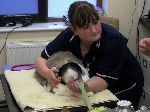 Inside The Vets - Boris