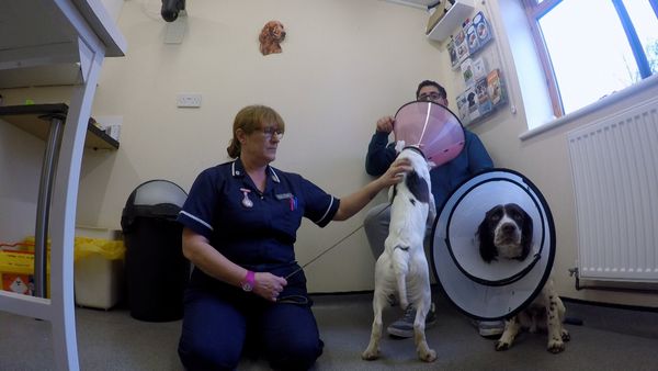 Inside The Vets - Phin