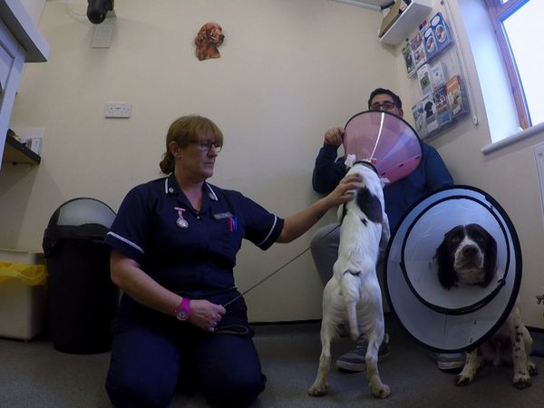 Inside The Vets - Phin