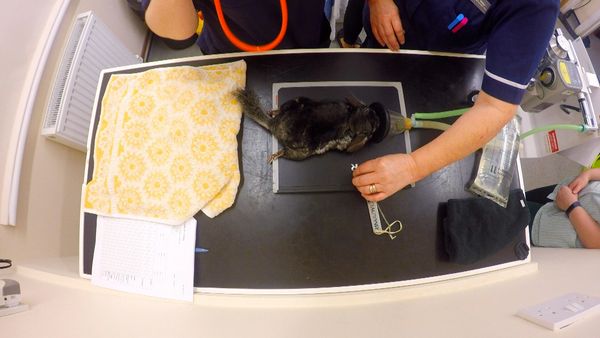Inside The Vets - Claude