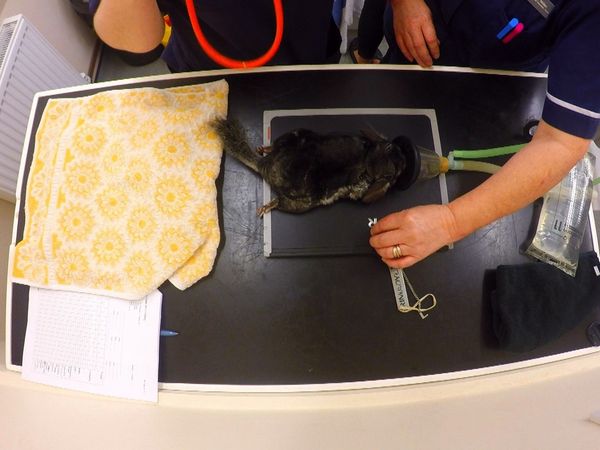 Inside The Vets - Claude