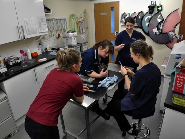 Inside The Vets - Lola