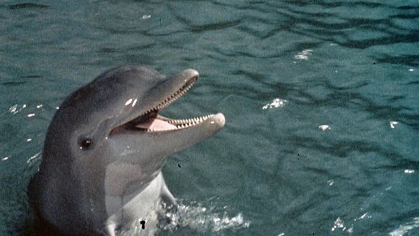 Flipper - Flipper und der Seehund