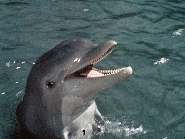 Flipper - Flipper und der Seehund