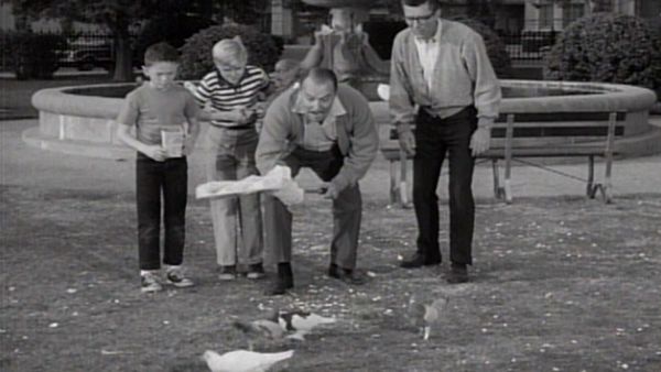 Dennis the Menace - Dennis And The Homing Pigeons