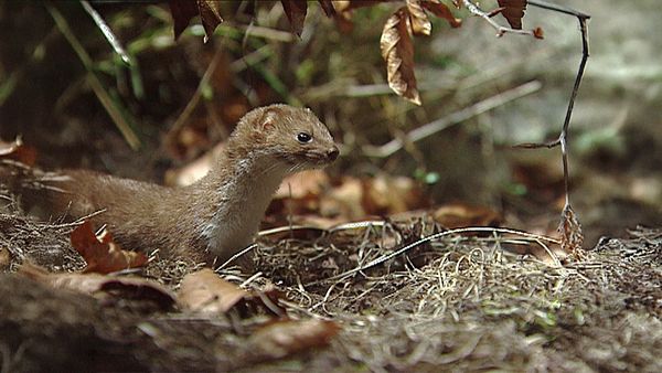 Animal Tales - Episode 2
