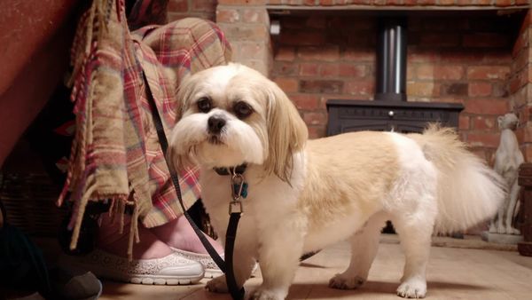 Embarrassing Pets - Episode 2
