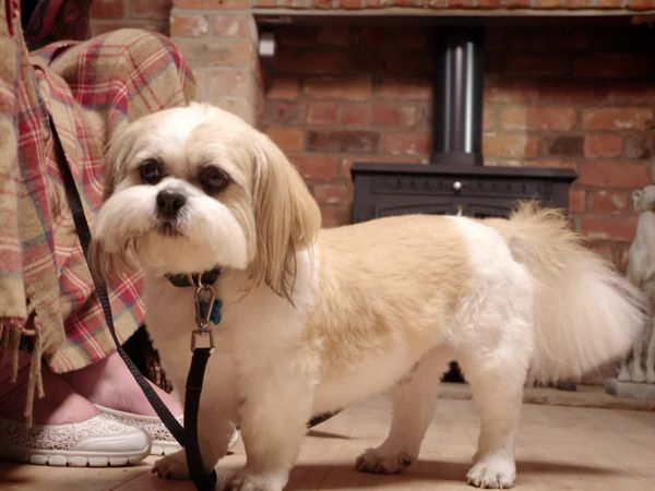 Embarrassing Pets - Episode 2