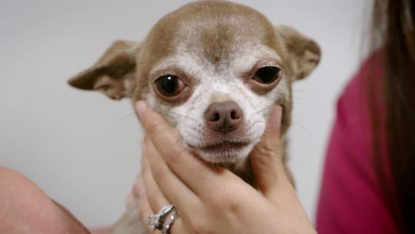 Embarrassing Pets - Episode 3