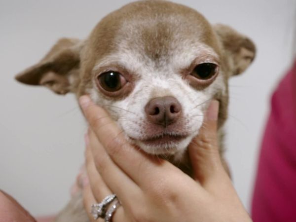 Embarrassing Pets - Episode 3