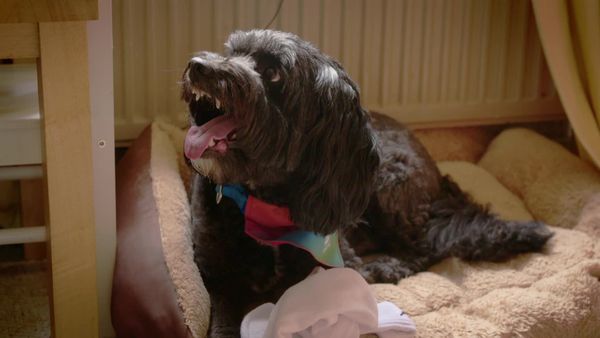 Embarrassing Pets - Episode 7