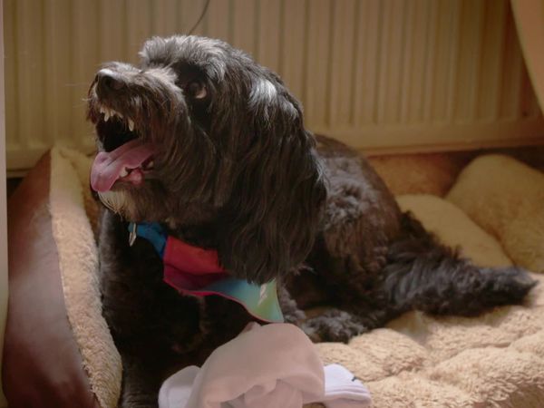 Embarrassing Pets - Episode 7