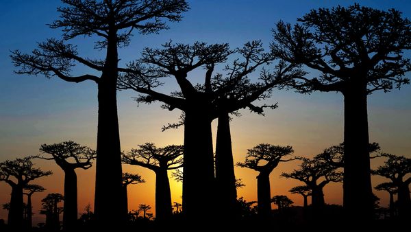 Secrets In The Jungle - Mystery Fossil of Madagascar
