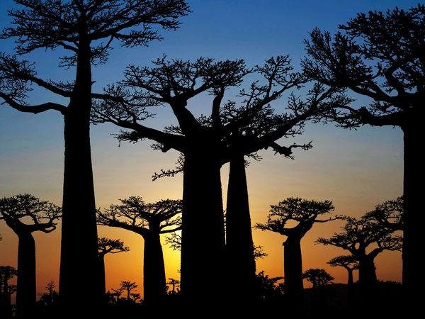 Secrets In The Jungle - Mystery Fossil of Madagascar