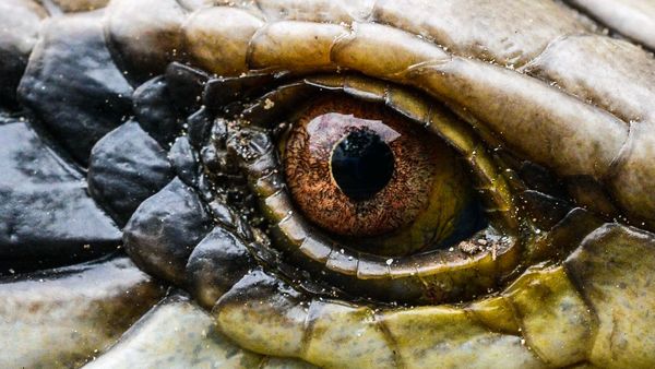 Secrets In The Jungle - Enigma Animal of Colombia