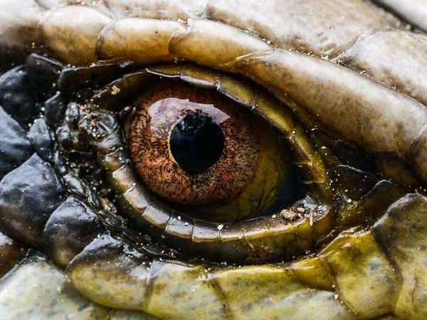Secrets In The Jungle - Enigma Animal of Colombia